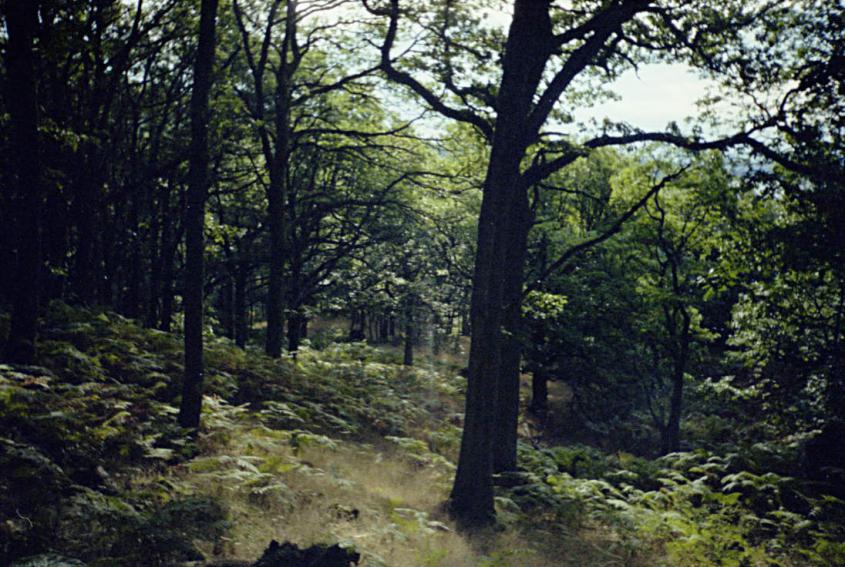 1990-08-24a.jpg - Oakwoods near Rowardennan