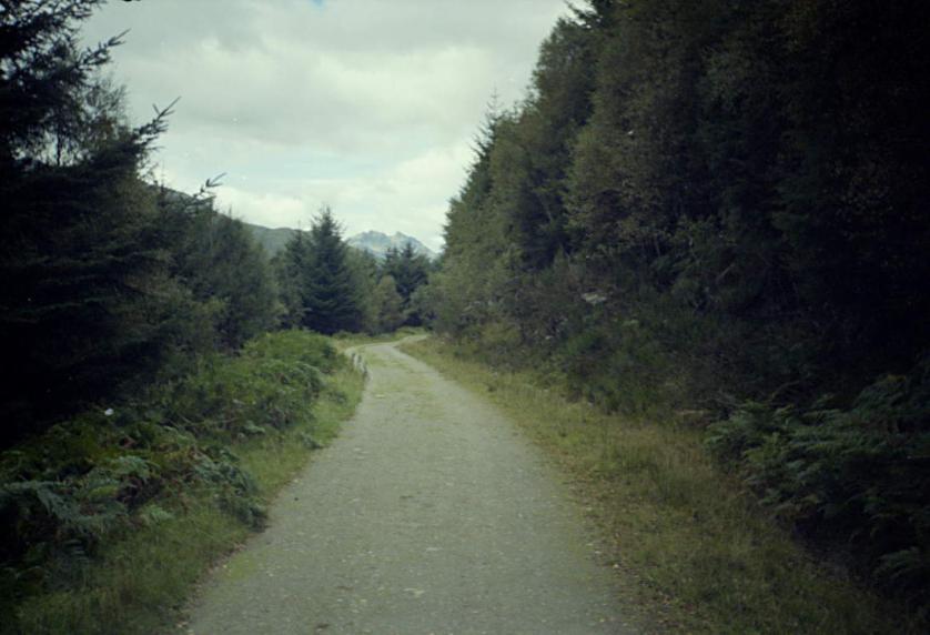 1990-08-24b.jpg - Forest track with view to the Cobbler