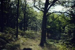 Oakwoods near Rowardennan