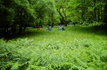 Camping near Kinlochewe