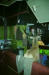 Friendly stag at Loch Ossian hostel