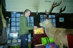 Stag feeding