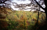 Clapham woods