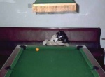Skip playing pool