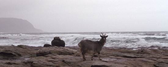 2000-01-01a.jpg - Goats