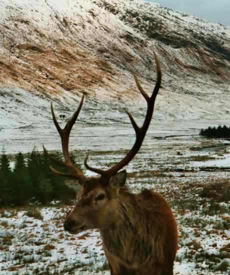 2002-01-04a.jpg - Stag