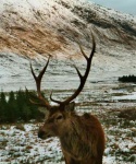 Stag