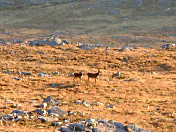 dscf0037.jpg - Deer on Beinn Bhan