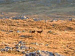 Deer on Beinn Bhan