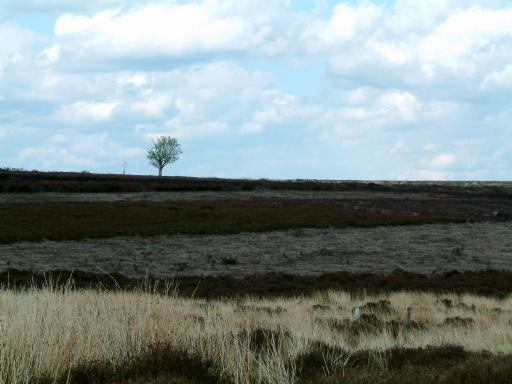 dscf0049.jpg - Wild moorland rapidly gave way to ...