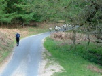 Andy, leave those sheep alone!