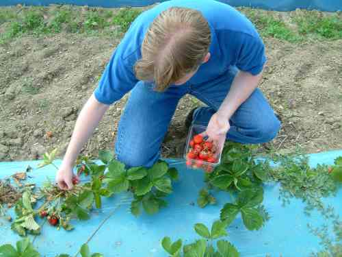 20030614-154159.jpg - Andy picks strawberries