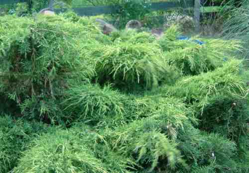 20030614-210223.jpg - A hedge in disguise as Club members