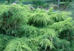 A hedge in disguise as Club members