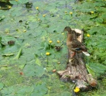 Ducks!