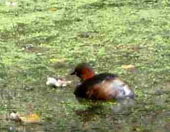 20030907-134954.jpg - Little grebe (close-up)