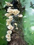 Mushrooms