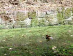 Little grebe