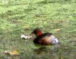 Little grebe (close-up)