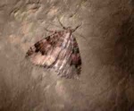 Moth