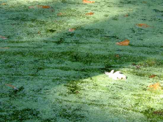 20031005-142024.jpg - Weed and leaf in sun and shadow