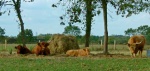 Suffolk cattle?