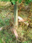 When trees grow big...