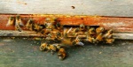 Bees