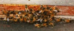 Bees