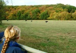 Friesians