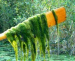 Weedy oar