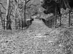 Watkin Path in the woods (B/W)