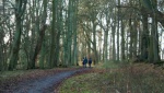 Beech woods