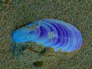 20031213-111424.jpg - Shell