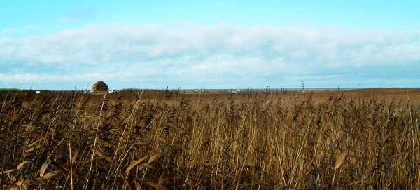 20031213-115802.jpg - Salt marsh