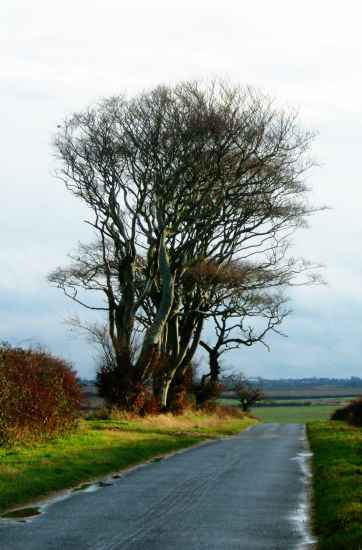 20031213-125212.jpg - Trees
