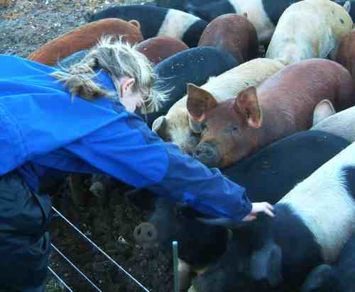 20031213-140336.jpg - Piggies