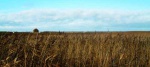 Salt marsh