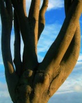 Beech