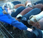 Lottie with new friends