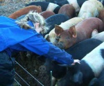 Piggies