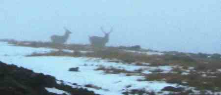 20040104-113748.jpg - Deer on Meall Odhar