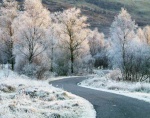 Frosted trees in Glen Creran