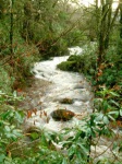 Barcaldine forest