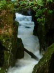 Barcaldine forest