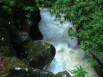 Barcaldine forest
