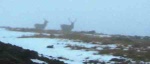 Deer on Meall Odhar