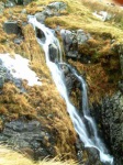 Grains Gill