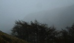 Trees with Thornythwaite Fell behind