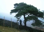 Helen and a pine
